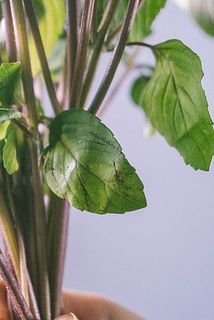 一部、葉に傷がある場合がございます。