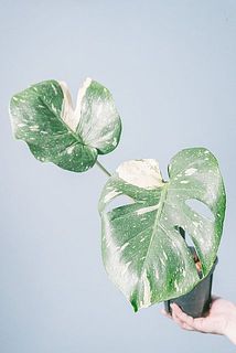 葉の枚数が2枚のものもあります。