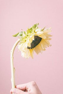ヒマワリの特性として、首が曲がっているものがございます。