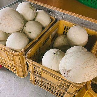 生産者さんのハウスで見かけたアイボリーメロンたち。3年越しに実現しました🍈ひび割れているのは食べごろのサイン！