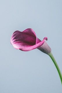 大きさには個体差があります。