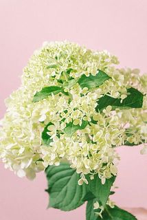まだ蕾が多い紫陽花も。