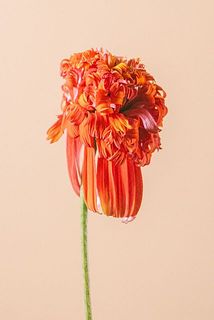 花びらに折り目がついていることがございます。ご了承ください。