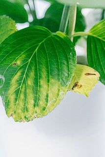 一部、葉っぱや花びらが茶色くなっている場合がございます。