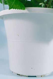 鉢に汚れがついていることがございます。気になる場合は優しく拭き取ってください。