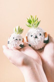 お届け例（多肉植物の組み合わせはおまかせになります）