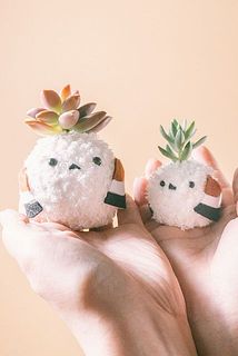 お届け例（多肉植物の組み合わせはおまかせになります）