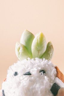 一部多肉植物にシワや傷ができている場合がございます。ご了承ください。気になる場合はカットしてください。