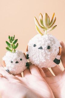 お届け例（多肉植物の組み合わせはおまかせになります）