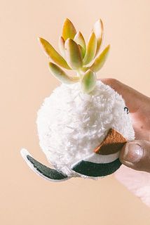 しっぽが丸まっている場合がございます。