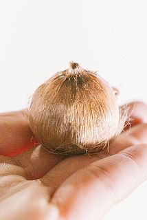 球根の形や、大きさには個体差がございます。
