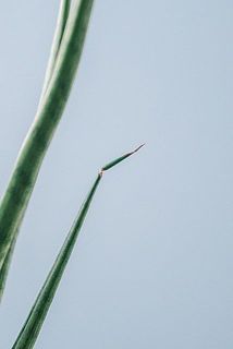 葉っぱの先が茶色く変色している場合がございます。