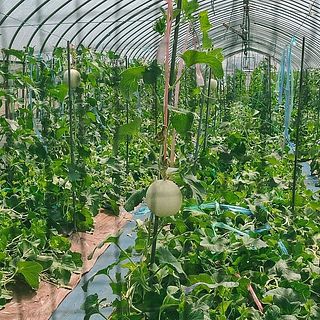 真夏のハウスの中、小さな黄色い花が咲きます。その花はわずか1日限りの開花だそう。しかも受粉のタイミングは午前中のみ。そのわずかな時間を逃さぬよう、農家はハウスに張り付き、手作業で一輪一輪受粉をしています。