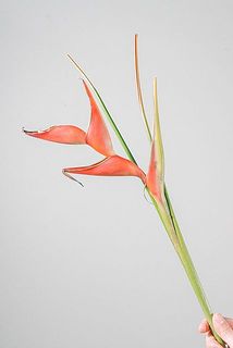 ヘリコニアは枝ぶりに個体差がございます。