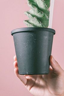 鉢が汚れている場合がございます。優しく拭き取ってください。