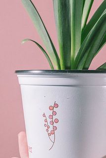 一部、鉢に汚れがある場合がございます。