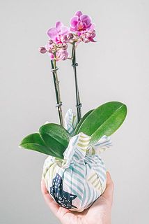 ファレノの品種や浴衣の色味はお任せになります