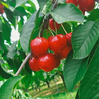 実際のハウスの様子。宝石のようにつやつや。