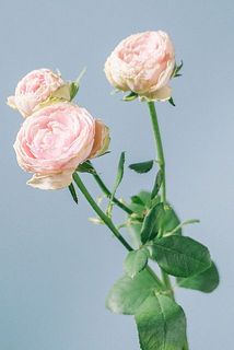 「ピンクレース」