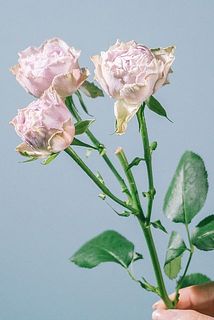 「ビンテージレース」