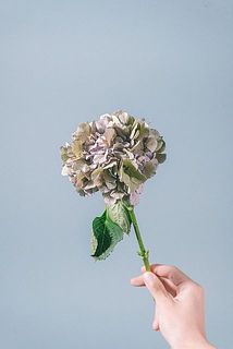 アジサイの品種、色はおまかせになります。