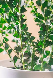 一部、葉や茎が茶色く変色しています。