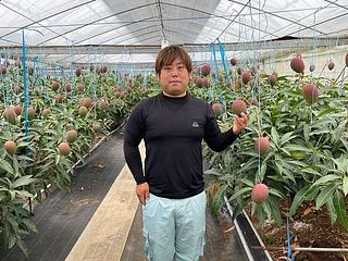 生産者の三好さんが心をこめて作っています🥭