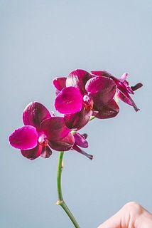 「チェリー」光沢が美しい品種です🍒
