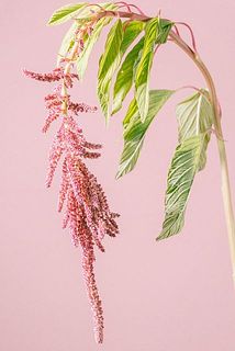花つきには個体差がございます。