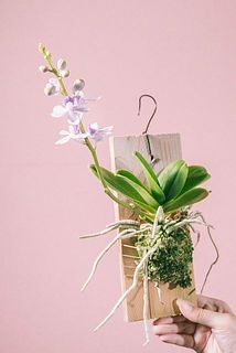 花付きや生え方には個体差がございます。