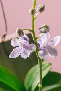 お花がキラキラしていてかわいい😍