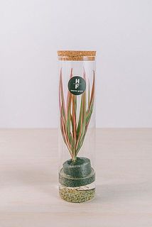 植物はおまかせになります。