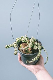 生え方には個体差がございます。