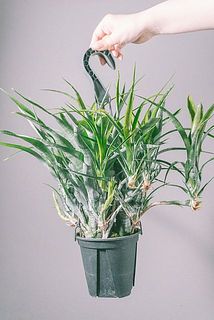 枝ぶりには個体差がございます。