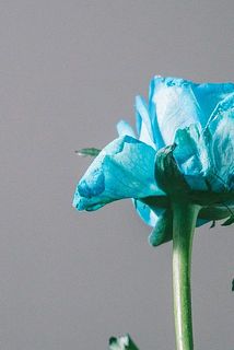 外側の花びらには傷がついています。気になる場合は間引いてあげてください。