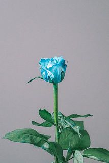 色の出方には個体差があります。