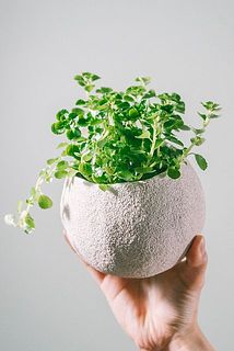 サイズには個体差がございます。