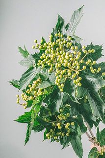 形、実付きには個体差があります。