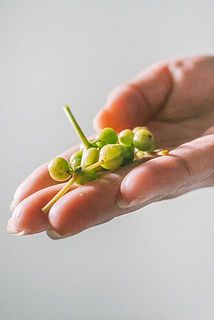 一部、配送中に実が落ちる場合がございます。