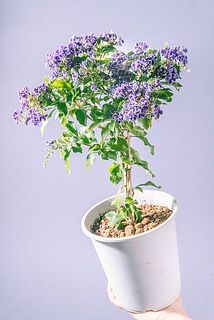 形、花付きには個体差があります。