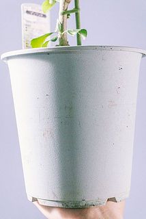 一部、鉢に汚れがある場合がございます。
