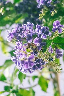 お花が繊細のため、配送中に落ちてしまうことがございます。