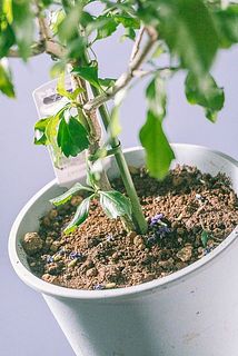 咲き終わった花が、落ちている場合がございます。