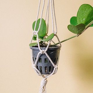 小さめの観葉植物にぴったり💚