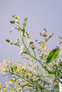 花殻がついていることがございます。ご了承ください。