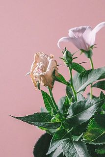 開花している花は、配送中に枯れてしまう場合がございます。