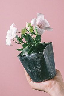 蕾や花付き、には個体差があります。