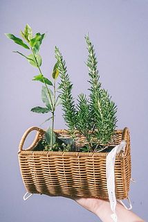 植物のサイズには個体差がございます