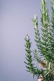 小さなブルーの花が咲いていることも🩵
