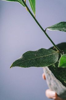 肥料の成分により、白い斑点のようなものが葉についている場合がございます。成長には問題ございません。